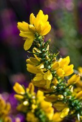 The flowering of the Gorse